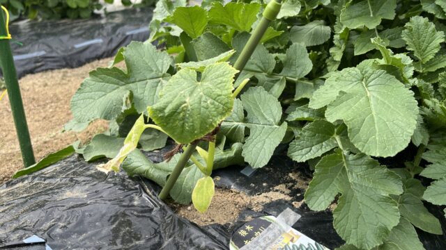 植え付けから1週間。寒さで元気のないきゅうり。