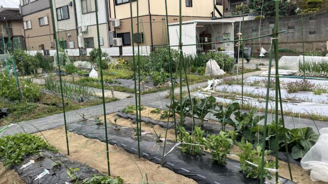 夏野菜の植え付け完了