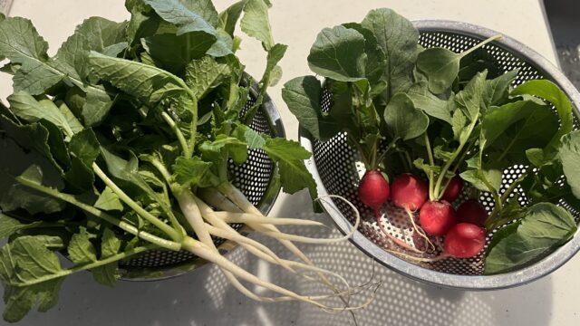初めて収穫した野菜たち。