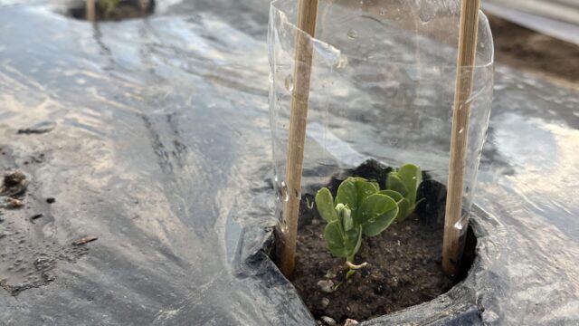 スナップエンドウの植えつけ。ペットボトルを使って養生。