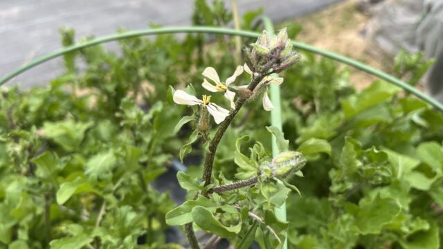 ルッコラの花。