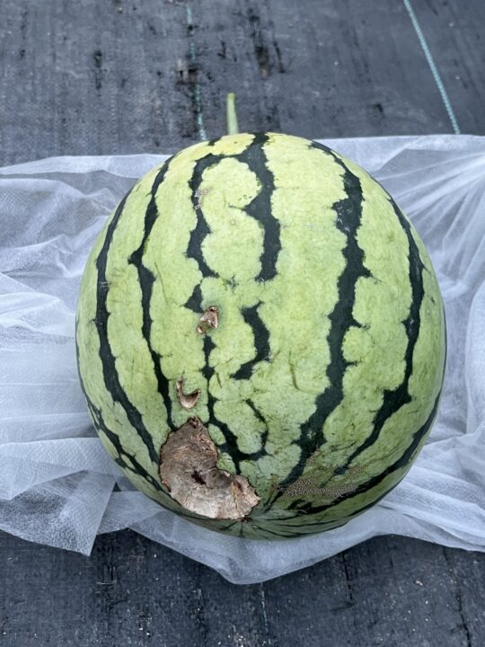 カラスにお尻を突かれたマイスイカ。